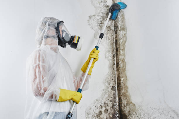 Best Same-Day Mold Removal  in Solomon, KS