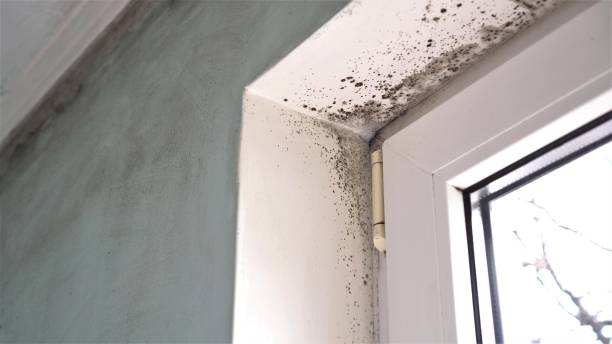 Trusted Solomon, KS Mold Removal Experts