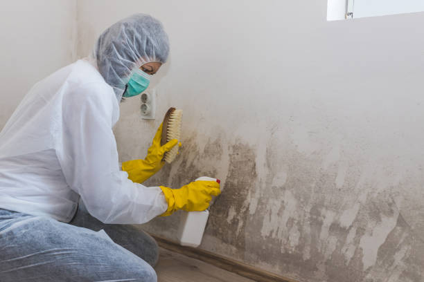 Best Fast Mold Removal  in Solomon, KS