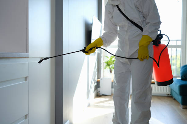 Best Office Mold Removal Services  in Solomon, KS