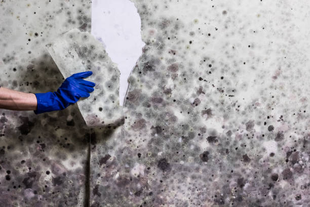 Best Best Mold Removal Companies  in Solomon, KS