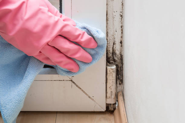 Best Mold Removal Near Me  in Solomon, KS
